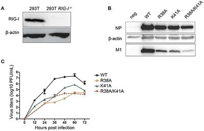 A Promising IFN-Deficient System to Manufacture IFN-Sensitive Influenza Vaccine Virus